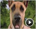 Marmaduke Trailer (2) Original