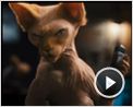 Christina Applegate, James Marsden, Bette Midler Interview : Como Cães e Gatos 2 - A Vingança de Kitty Galore