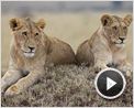 Reino dos Felinos Trailer Dublado