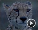 Reino dos Felinos Trailer Original